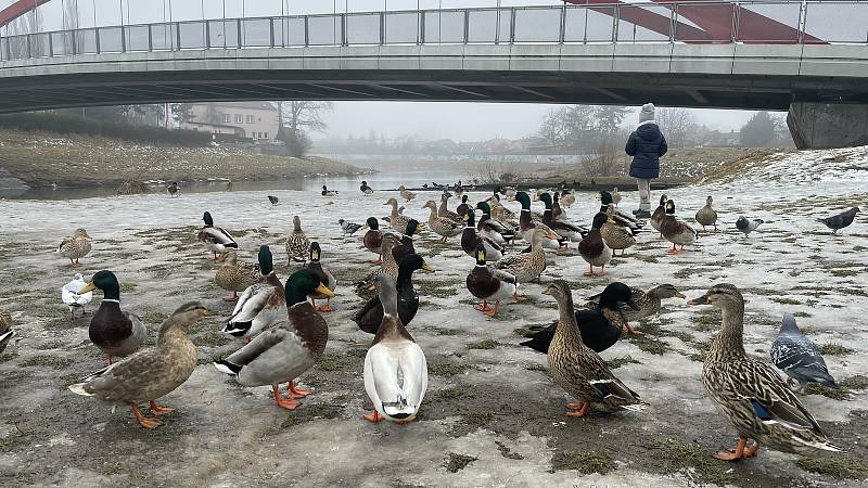 Krmení vodního ptactva u Moravy, u kojeneckého ústavu v Olomouci, 20. února 2021