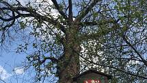 Královský dub v lese Království u Grygova, kde se zastavují pěší a cyklisté a trhají česnek. Nacházejí se však v rezervaci.