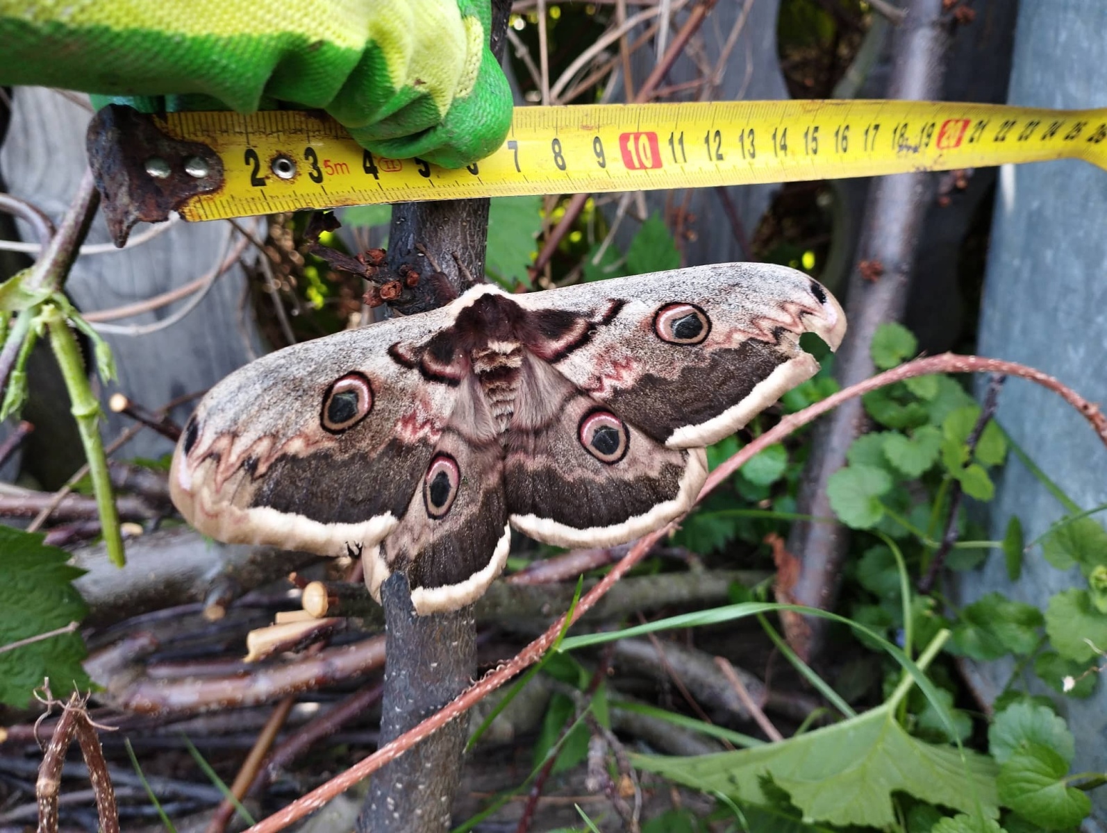 Rarita! Největší motýl Česka i Evropy přistál na zahradě ve Šternberku -  Přerovský deník
