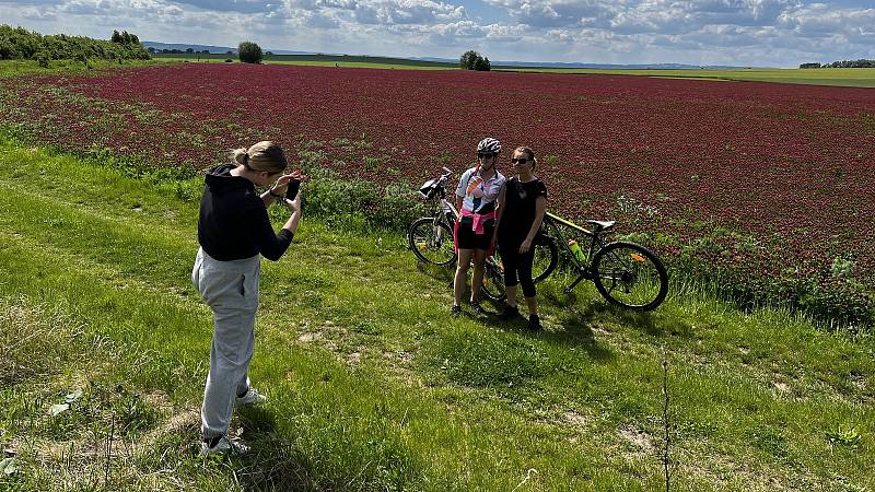 Jetel na západním okraji Olomouce budí pozornost (22.5. 2022)