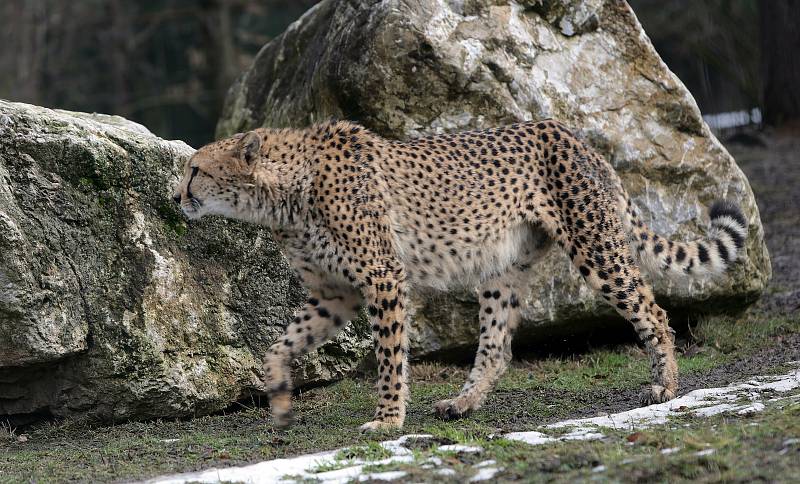 Uzavřená Zoo Olomouc na začátku února 2021