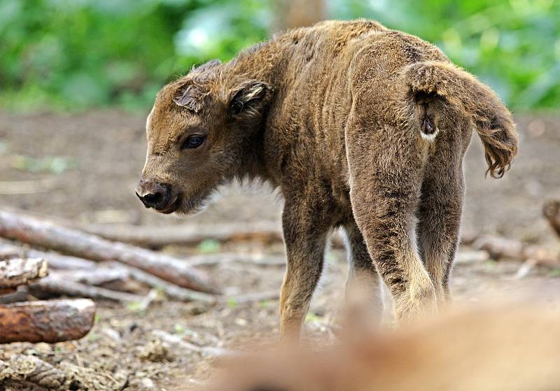 Dvě červnová mláďata zubra evropského v olomoucké zoo.