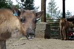 Stádo sobů polárních v olomoucké zoo na Svatém Kopečku si užívá v těchto horkých dnech vodní sprchy. Letos se rozrostlo o devět mláďat.