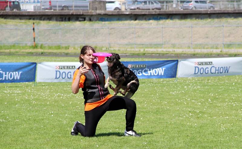 To nejlepší z Dogfrisbee jde o víkendu k vidění v Olomouci