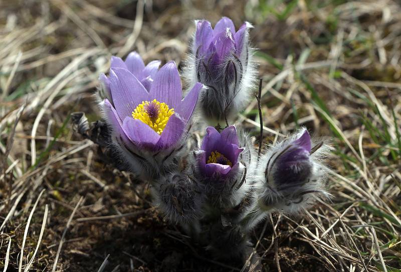 Rozkvétající Koniklec velkokvětý (Pulsatilla grandis) u Strejčkova lomu nedaleko Grygova v polovině března 2017