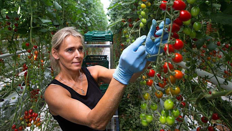 Sklizeň rajčat ve skleníku ve Smržicích