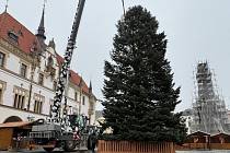 Na Horním náměstí v Olomouci vztyčili vánoční strom. Co na něj říkáte? 16. listopadu 2025.