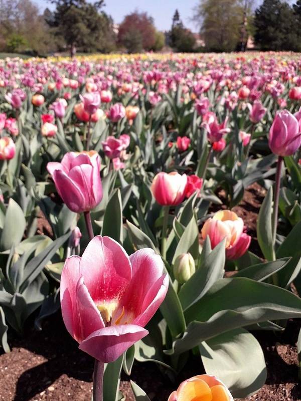 Aby se zahradníci dočkali záplavy květů, musejí vysázené tulipány chránit před nenechavými bažanty sítěmi.