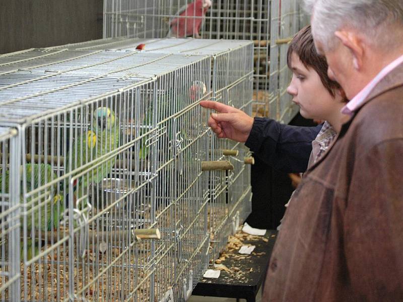 O víkendu patří výstaviště Flora ptačímu zpěvu. Koná se tu totiž výstava s názvem Exota Olomouc, a to v pavilonech A, E, G  a Palmovém skleníku.