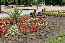 Ornamentální květinové záhony opět vznikají v centrální části Rudolfovy aleje ve Smetanových sadech. Červenec 2023