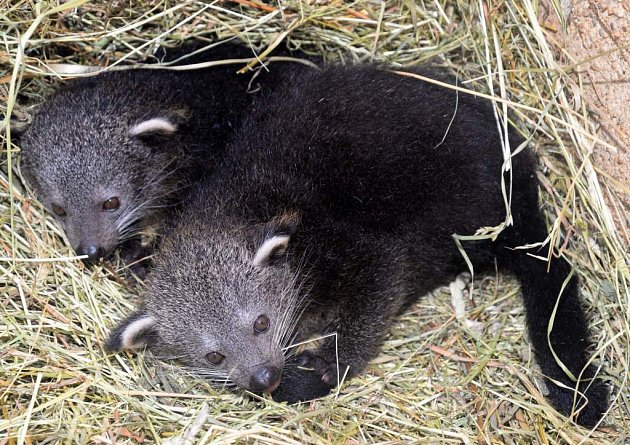 V olomoucké zoo na Svatém Kopečku se narodila dvojčata binturonga