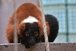 Několik zvířat z pražské zoo kvůli povodni našlo azyl v olomocké zoo na Svatém Kopečku - lemur (vari červený)