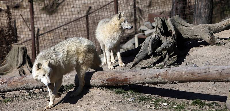 Zoologická zahrada Olomouc v době nouzového stavu