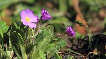 Prvosenka (Primula x pruhonicensis), Gruzínská zahrada. Jedná se o skupinu hybridních prvosenek na jejichž vzniku se podílela Primula juliae.