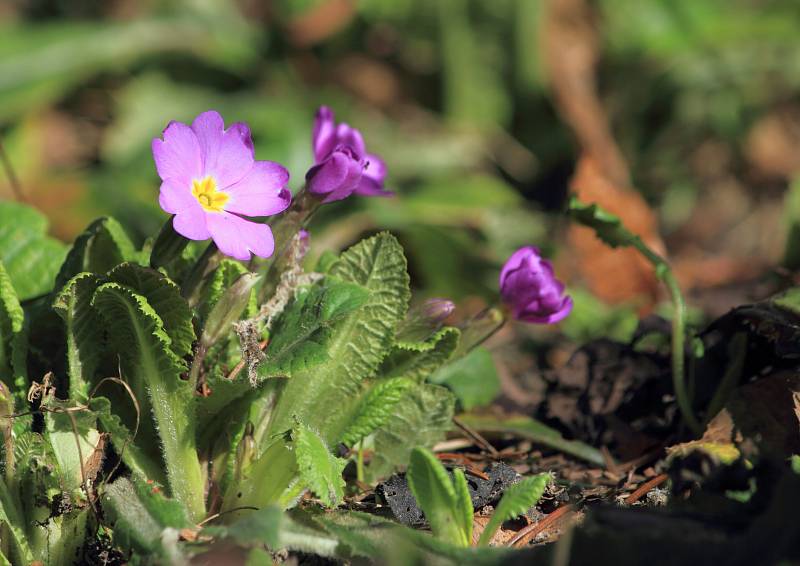 Prvosenka (Primula x pruhonicensis), Gruzínská zahrada. Jedná se o skupinu hybridních prvosenek na jejichž vzniku se podílela Primula juliae.