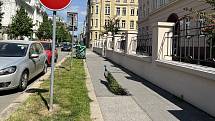 Páv korunkatý vyráží z parku na potulky do centra Olomouce, kde budí rozruch, 14. května 2022