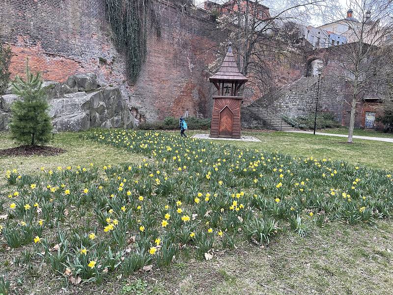 Olomoucké parky krášlí ornamenty kvetoucích cibulovin, 5. dubna 2022