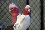 kakadu růžový - mutace