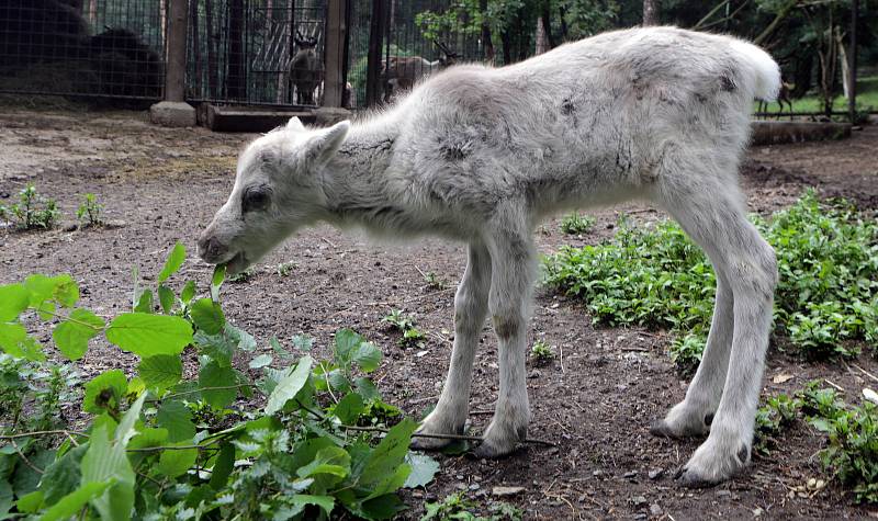 Letošní mláďata v Zoo Olomouc. SOB POLÁRNÍ (Rangifer tarandus)