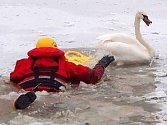 Zbytečný výjezd hasičů k "přimrzlé" labuti na řece Moravě v Olomouci