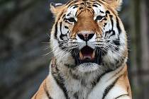 Tygr ussurijský v olomoucké zoo.