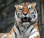 Tygr ussurijský v olomoucké zoo.