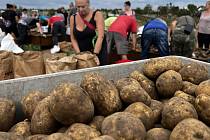 Pěstitel v Blatci zahájil sběr brambor na uskladnění. Zájem je velký. Pátek 22. září 2023.