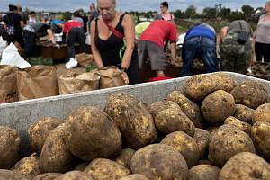 Pěstitel v Blatci zahájil sběr brambor na uskladnění. Zájem je velký. Pátek 22. září 2023.
