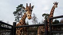 Uzavřená Zoo Olomouc na začátku února 2021