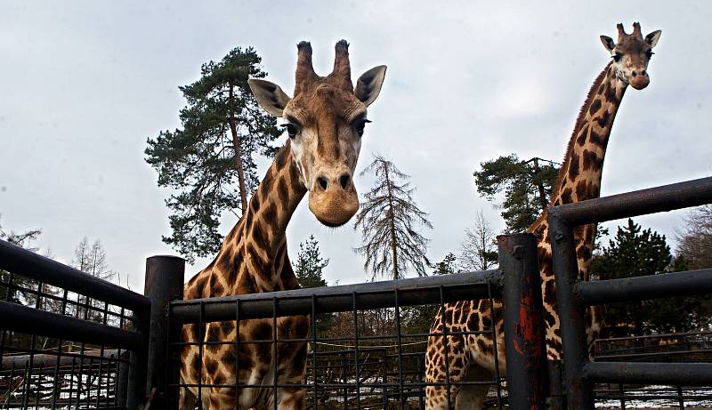 Uzavřená Zoo Olomouc na začátku února 2021