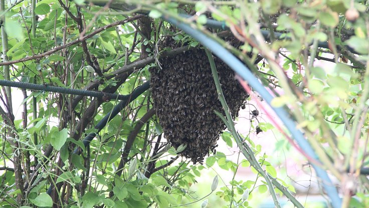 Včelí roj se o víkendu usadil na zahradě na Olomoucku