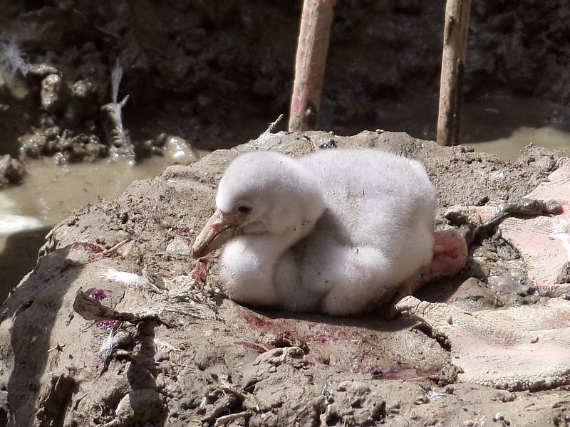 V Zoo Olomouc se líhnou dlouho vyhlížená mláďata plameňáků růžových