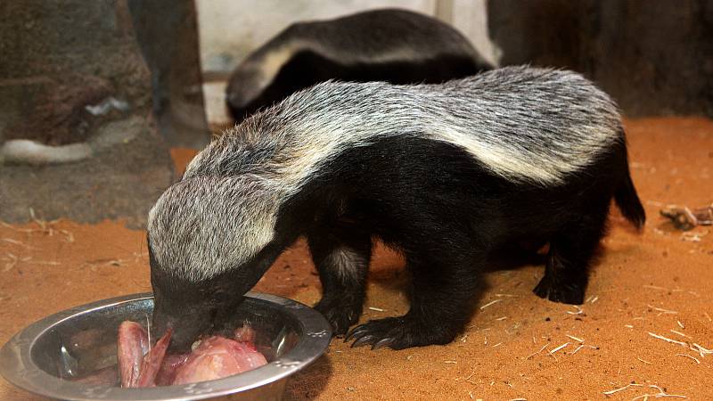 Zoologická zahrada Olomouc v době nouzového stavu