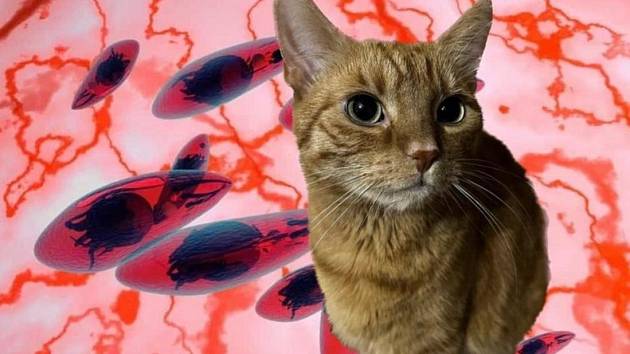 Toxoplazmózu vylučují nejvíce mladé kočky. Ilustrační koláž