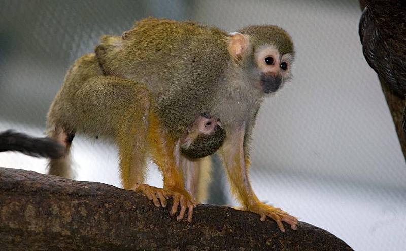 Mládě kotula veverovitého v olomoucké zoo