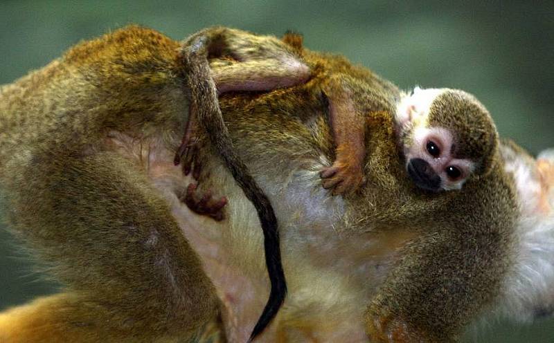 Mládě kotula veverovitého v olomoucké zoo