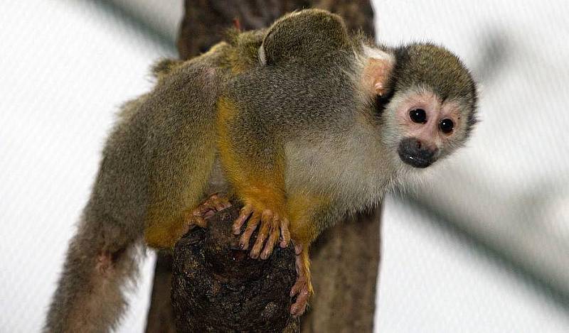 Mládě kotula veverovitého v olomoucké zoo