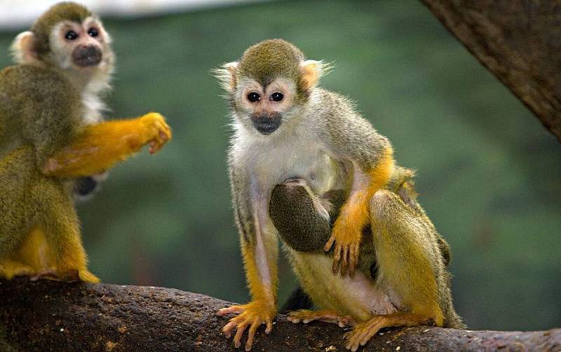 Mládě kotula veverovitého v olomoucké zoo