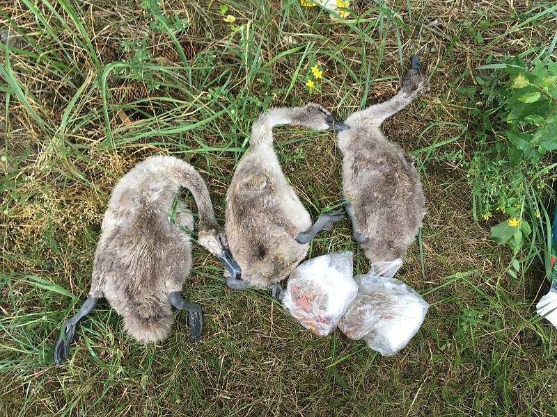V Želechovicích hynou labutě. Dílo traviče, jsou přesvědčeni v záchranné stanici v Pateříně, kde bojují o život posledních dvou mláďat. Na místě našli ochranáři tři uhynulé ptáky a v blízkosti nich sáčky s návnadou.