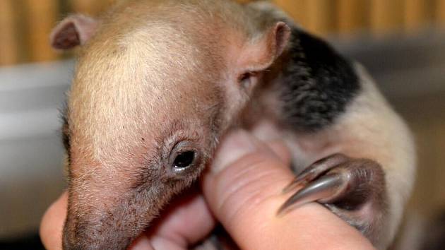 Olomoucká zoo na Svatém Kopečku se pyšní mládětem mravenečníka čtyřprstého. Je jedinou v ČR a na Slovensku, kde se daří rozmnožovat tento pozoruhodný zvířecí druh.