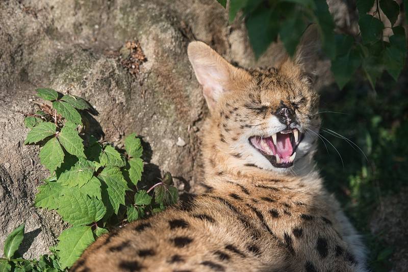 Hezké počasí a bezpočet čerstvě narozených mláďat jsou výzvou k procházce po zoo.