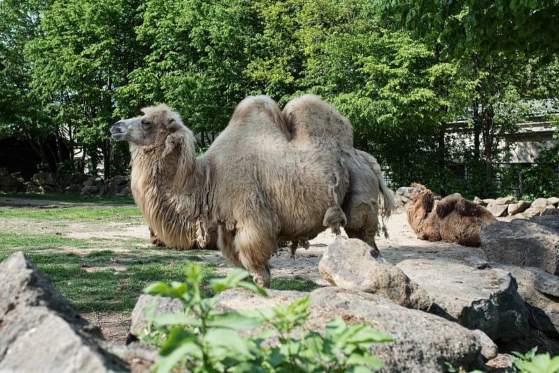 Hezké počasí a bezpočet čerstvě narozených mláďat jsou výzvou k procházce po zoo.