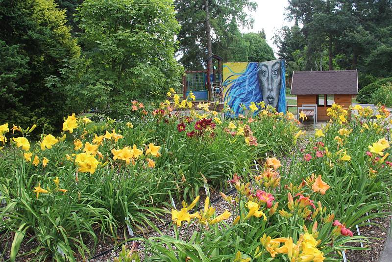 V olomoucké botanické zahradě právě kvete několik desítek druhů atraktivních denivek.