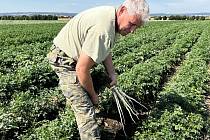 Zdravou zeleninu za pár korun po roce nabídne pěstitel Ladislav Kašpar z Těšetic-Vojnic.  Měsíc před zahájením samosběru to vypadá na vynikající úrodu, 28. července 2022