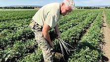 Zdravou zeleninu za pár korun po roce nabídne pěstitel Ladislav Kašpar z Těšetic-Vojnic.  Měsíc před zahájením samosběru to vypadá na vynikající úrodu, 28. července 2022
