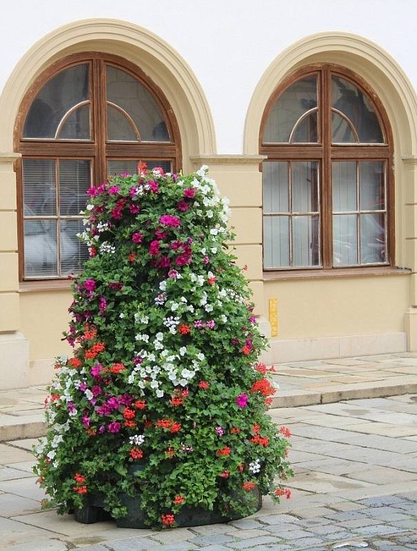 Instalace květinových pyramid u radnice na Horním náměstí v Olomouci, 22. června 2021