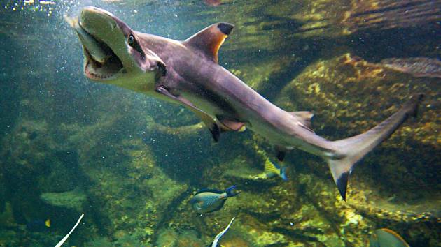Krmení žraloků v olomoucké zoo