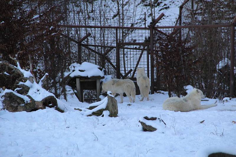 Procházka zasněženou ZOO na Svatém Kopečku - 22. 1. 2022