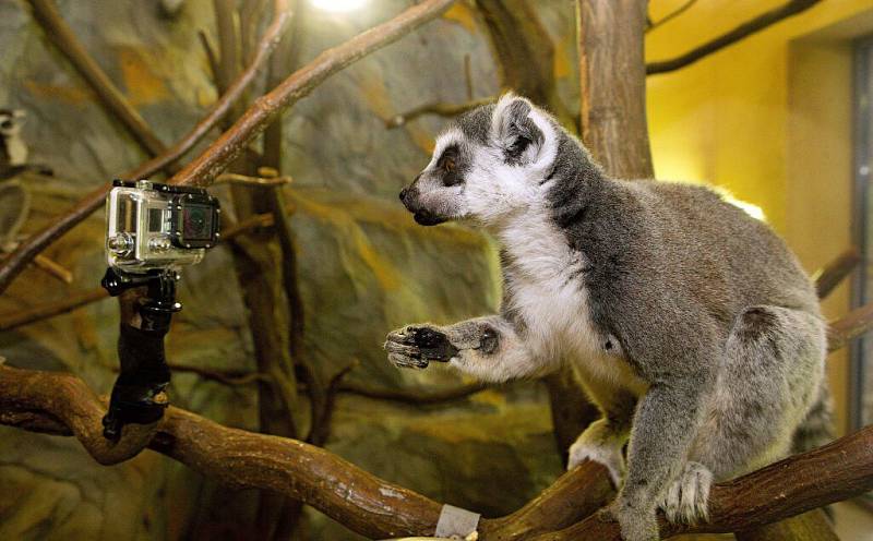 Natáčení lemurů v olomoucké zoo