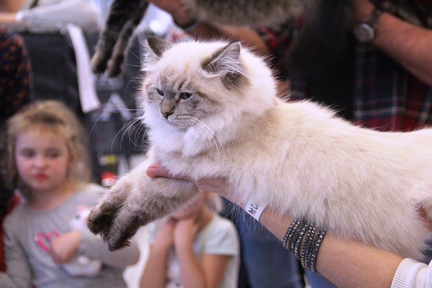 Mezinárodní výstava koček se konala o víkendu 7. a 8. prosince na Výstavišti Flora v Olomouci.